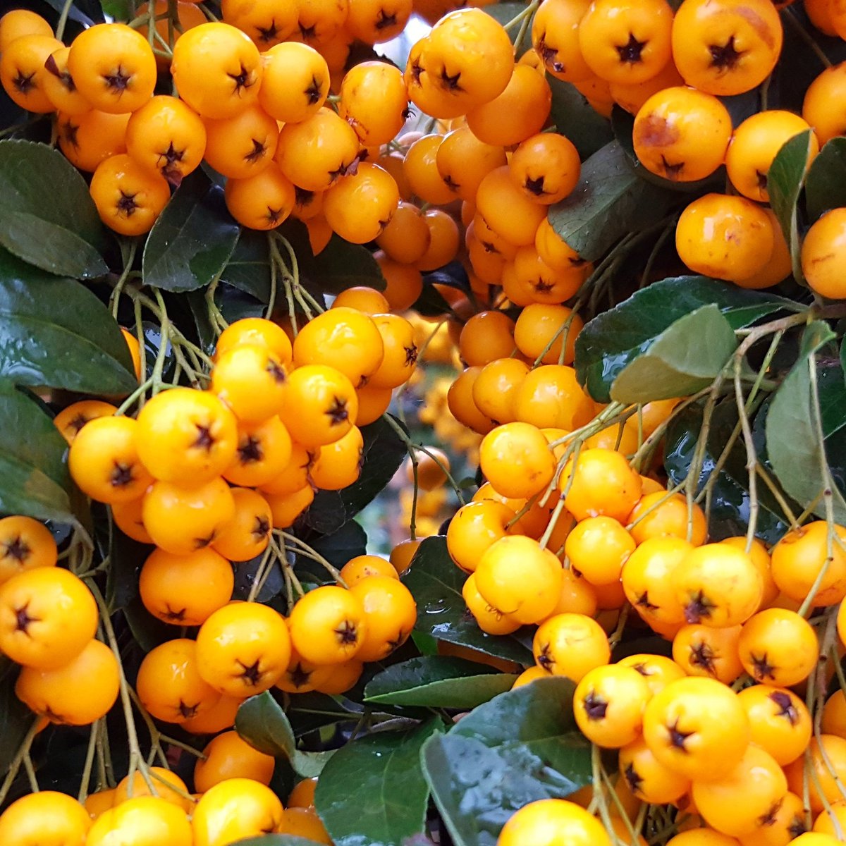 WarbreckGC's tweet photo. Stunning Autumnal colours making an appearance with our Firethorn evergreen shrub. https://t.co/XZAgGRfG8j