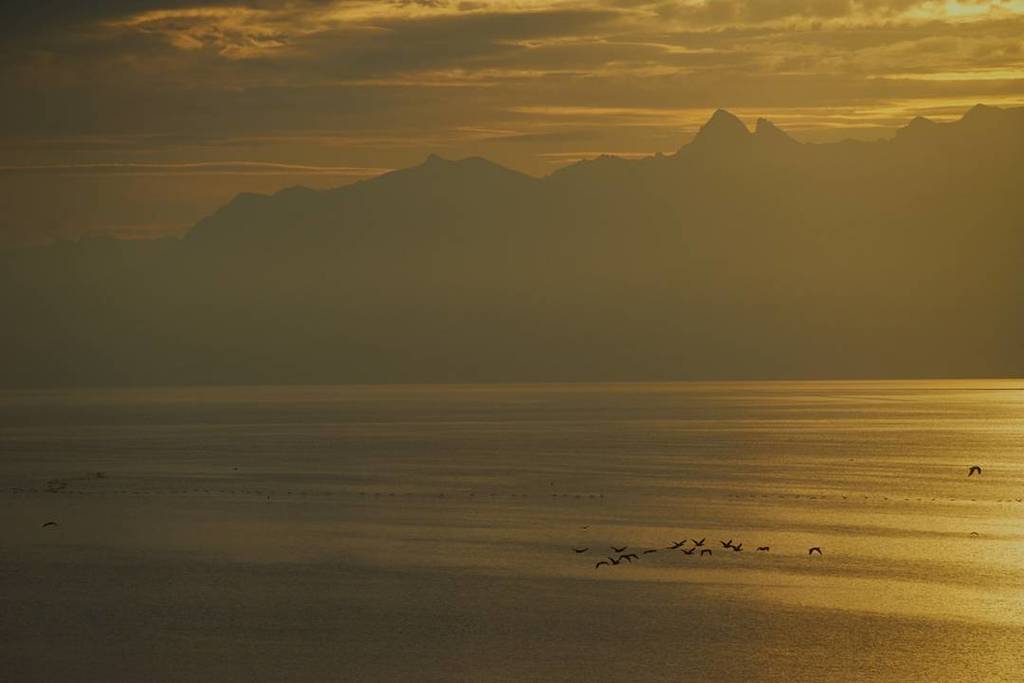 timlloydphoto's tweet photo. Flying into the weekend.
Have a great one.
#twowindows #switzerland #lakeview https://t.co/ckKFeJWAkw https://t.co/M6l5WszR55