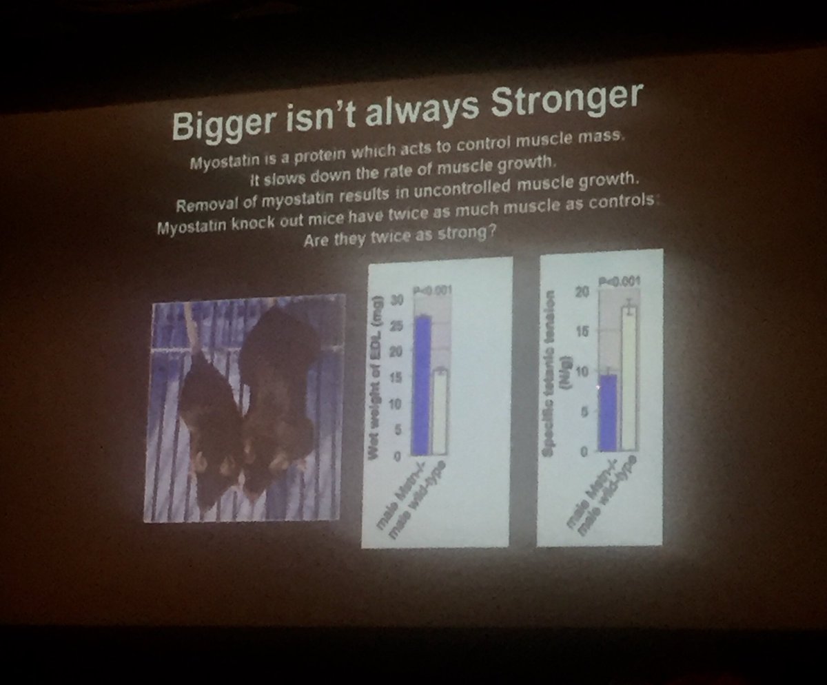 PHI_IMS's tweet photo. Prof Claire Stewart: research relating to increased muscle mass, bigger isn’t always stronger #IPED17 https://t.co/JolhKZt0KE