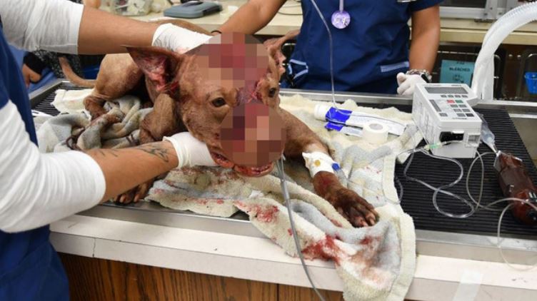 Pit bull found stuffed in suitcase dies bit.ly/2gBuNT3?utm_me… https://t.co/eXf3eNc0D7