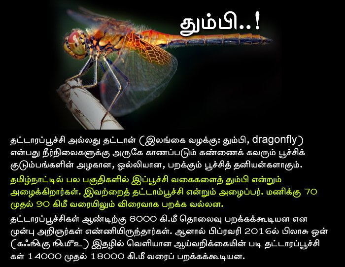 dinamalarweb's tweet photo. தட்டாரப்பூச்சி என்ற தும்பி..! #Drogonfly #Save_Nature https://t.co/U1dg6sgmLE