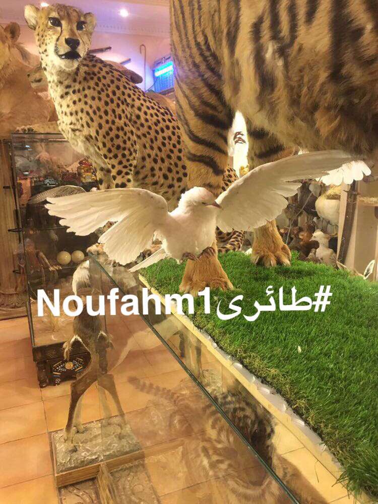 Nouf_Noufahm1's tweet photo. #خفايا_الطائر_الحر https://t.co/RKBMAKQIED