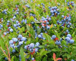 Hungry? Struggling to pay attention? Try blueberries! They may help, according to new <a href="/UniofReading/">Uni of Reading</a> research. rdg.ac/2ic9cEs