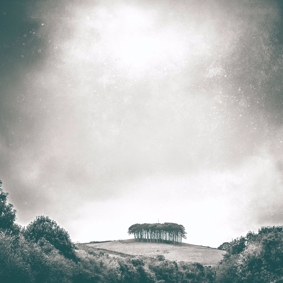 debsporter7's tweet photo. Even on a foggy Friday morning the trees still look ok. 🌲 #cookworthyknapp #blackandwhitephotography #cornwall #devon @ILoveCornwallUK https://t.co/E8LGuJAlgc