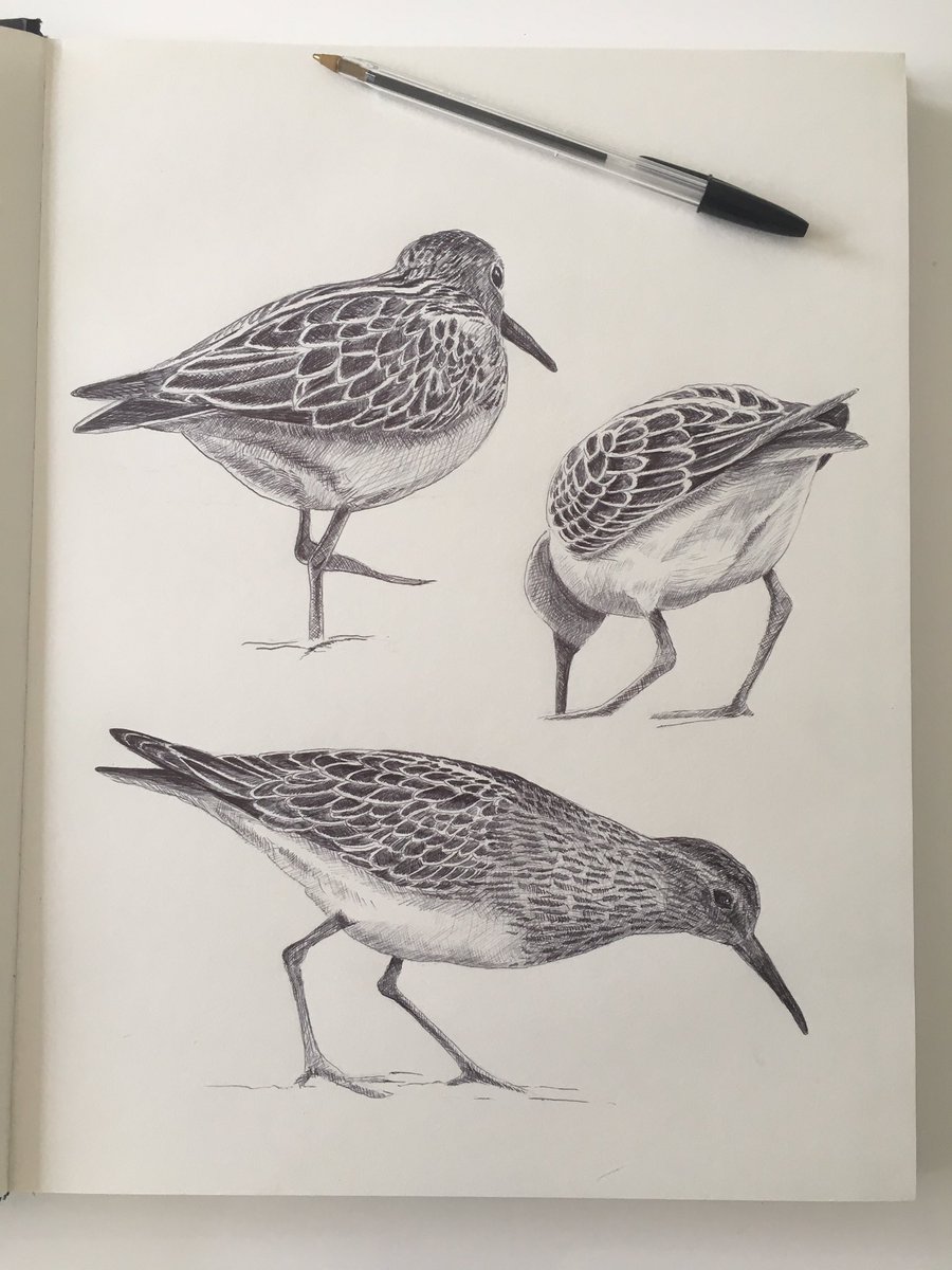 paolobolton's tweet image. Finally worked-up some Pec Sand sketches from a while ago at Frampton Marsh. One day I'll actually use paint again instead of a Bic biro...!