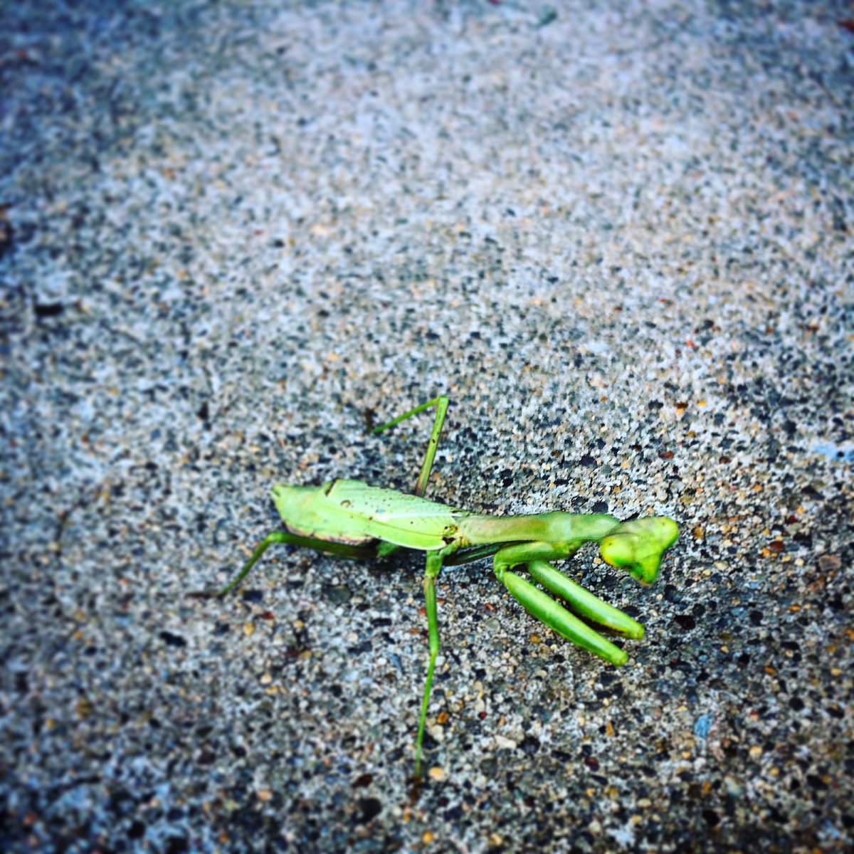 kelliwashere's tweet photo. #Prayingmantis visits. It's that time of year....🍁🍂👽 https://t.co/R4gpo5rbVw