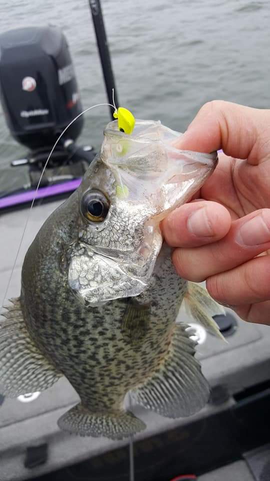 The Ohio_Bass Podcast tweet media