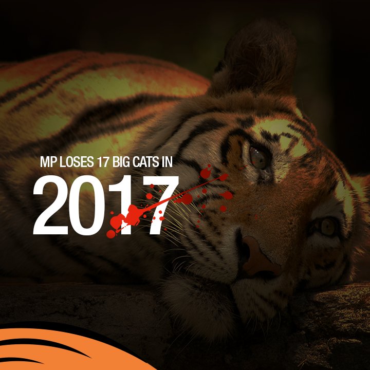 Save Our Tigers tweet media