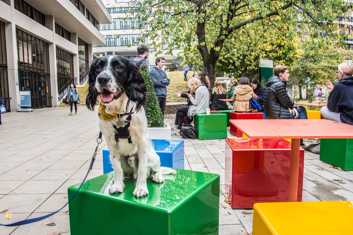 It looks like Dexter is enjoying the new seating outside the Edward Boyle library 🐶