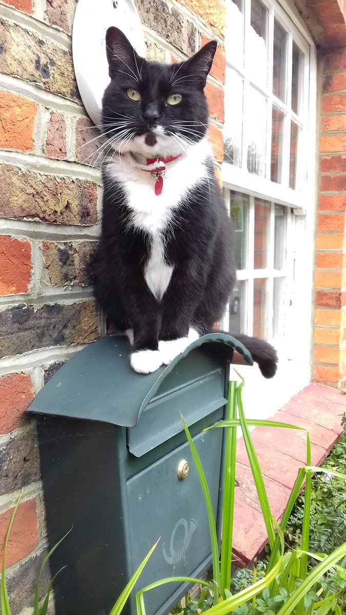 CptnBlackJack's tweet photo. #randomcatpicture for @ECMSquared This is the cat that followed me up the lane; I think it wants to be Jess in a live action Postman Pat. https://t.co/ZFGUjZl2nL