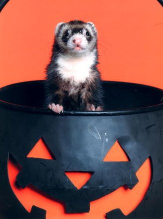 MarshallPet's tweet photo. What's better than a ferret in a pumpkin? A ferret that wins our #Halloween Photo Contest. https://t.co/WJQ2edJp8d #ferrets #contest https://t.co/C1RNIwM0nX