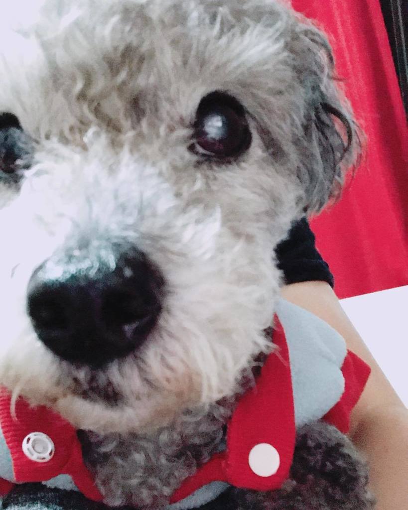 Takeshidoodle's tweet photo. I was close up ready, but is’t it too close?! #poodle #extracloseup #dog #ご飯の後だからちょっ待ってよママ https://t.co/wTiUM6NO3z https://t.co/cVXaPtmTgs