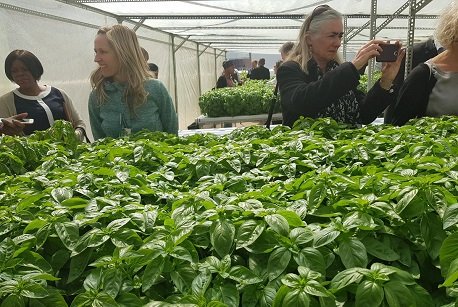Hydroponics bring fresh produce to the inner city. Read More joburg.org.za/index.php?opti… #BuildingNewjozi ^NB