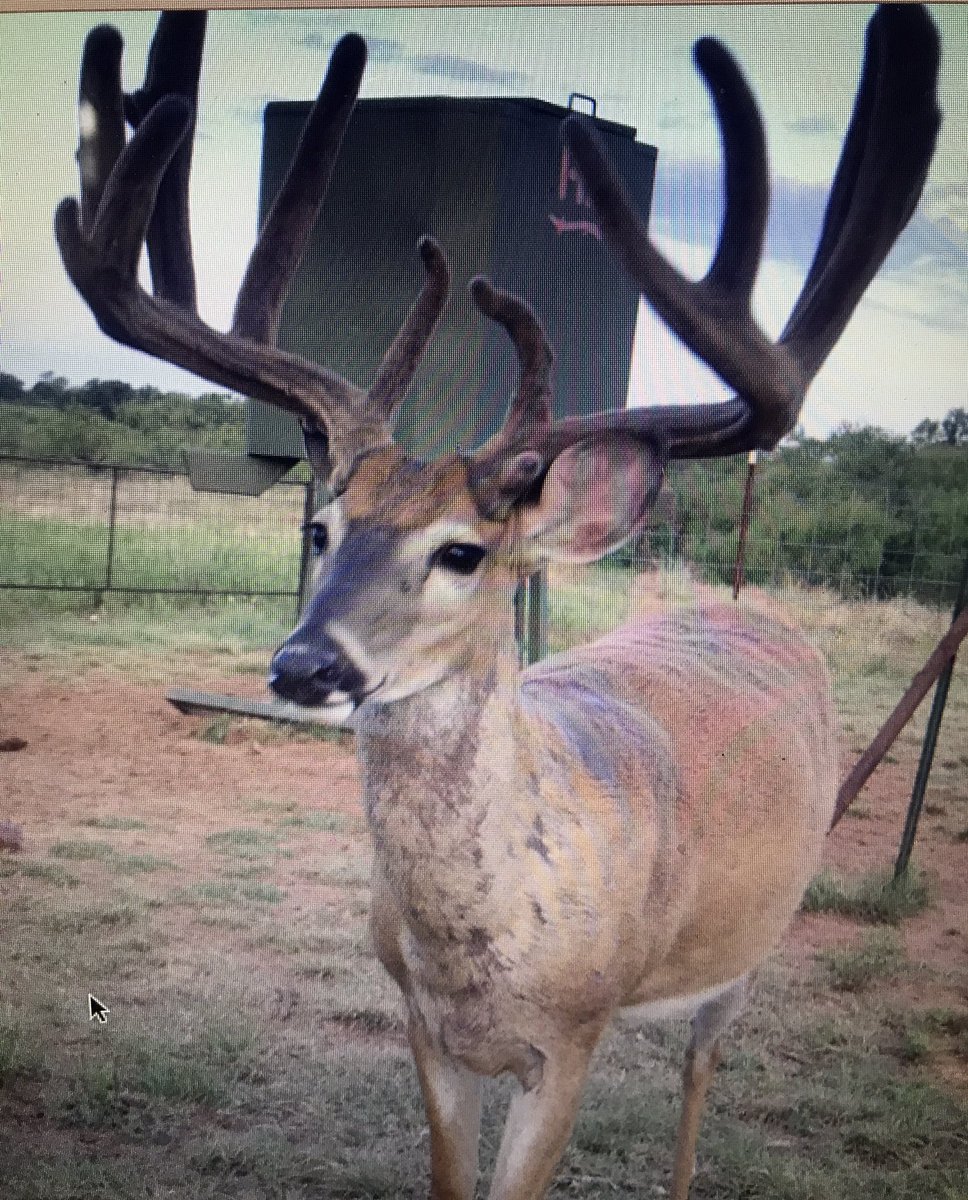 OneStarRanchTX's tweet photo. Hello https://t.co/UOBWvzDJcy