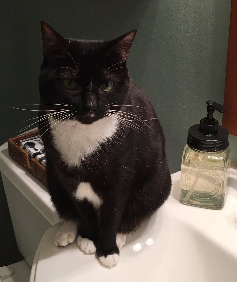 DenalitheCat's tweet photo. Good Morning!
#denalithecat 
https://t.co/pijWqxT6c3 https://t.co/76sdTHAEWa