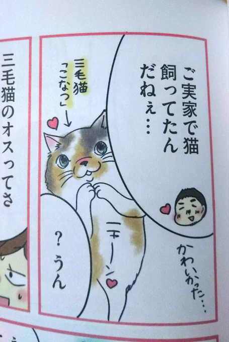 単行本に1コマだけ登場する実家の猫「こなつ」私が撮った写真と、姉に送ってもらった写真です 