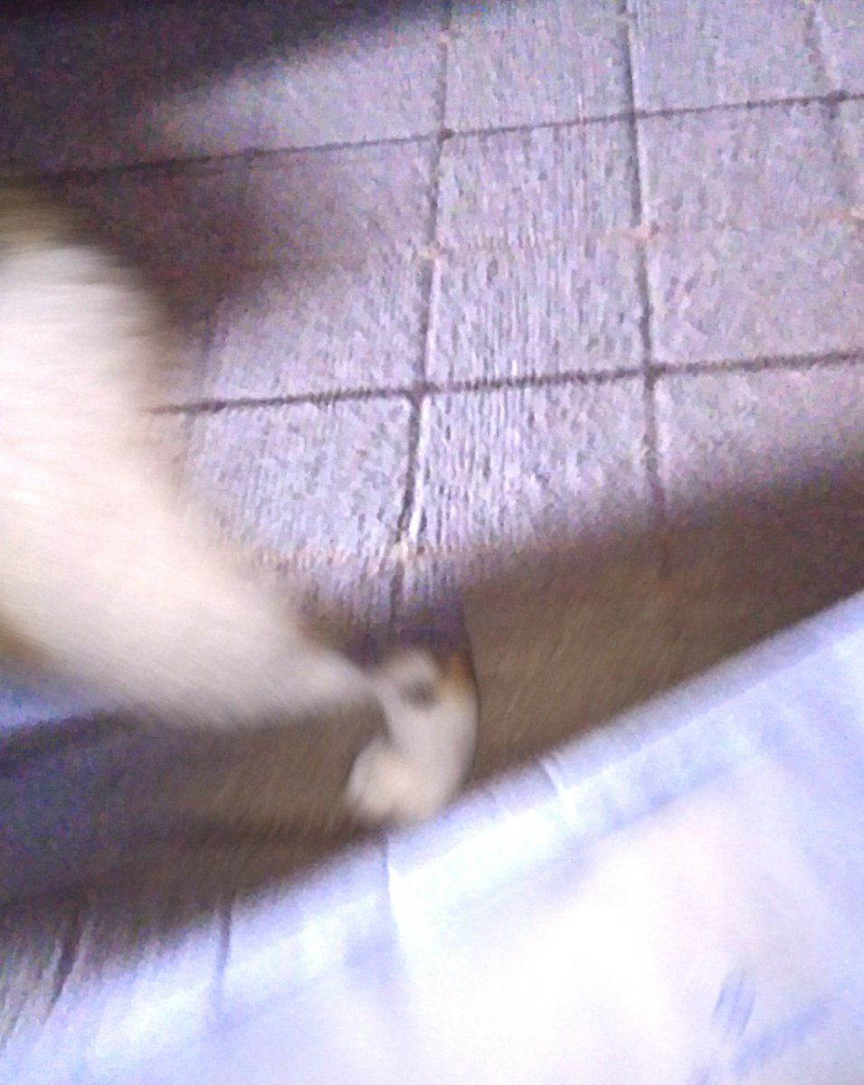 単行本に1コマだけ登場する実家の猫「こなつ」私が撮った写真と、姉に送ってもらった写真です 