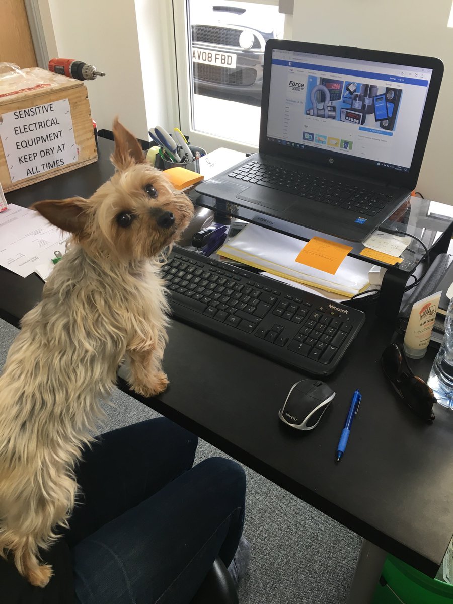 force_logic's tweet photo. @force_logic has a new sales assistant! Gives us a call for all your load cell needs #LOADMASTER #LOADCELLHIRE https://t.co/SOM0C0vPaY