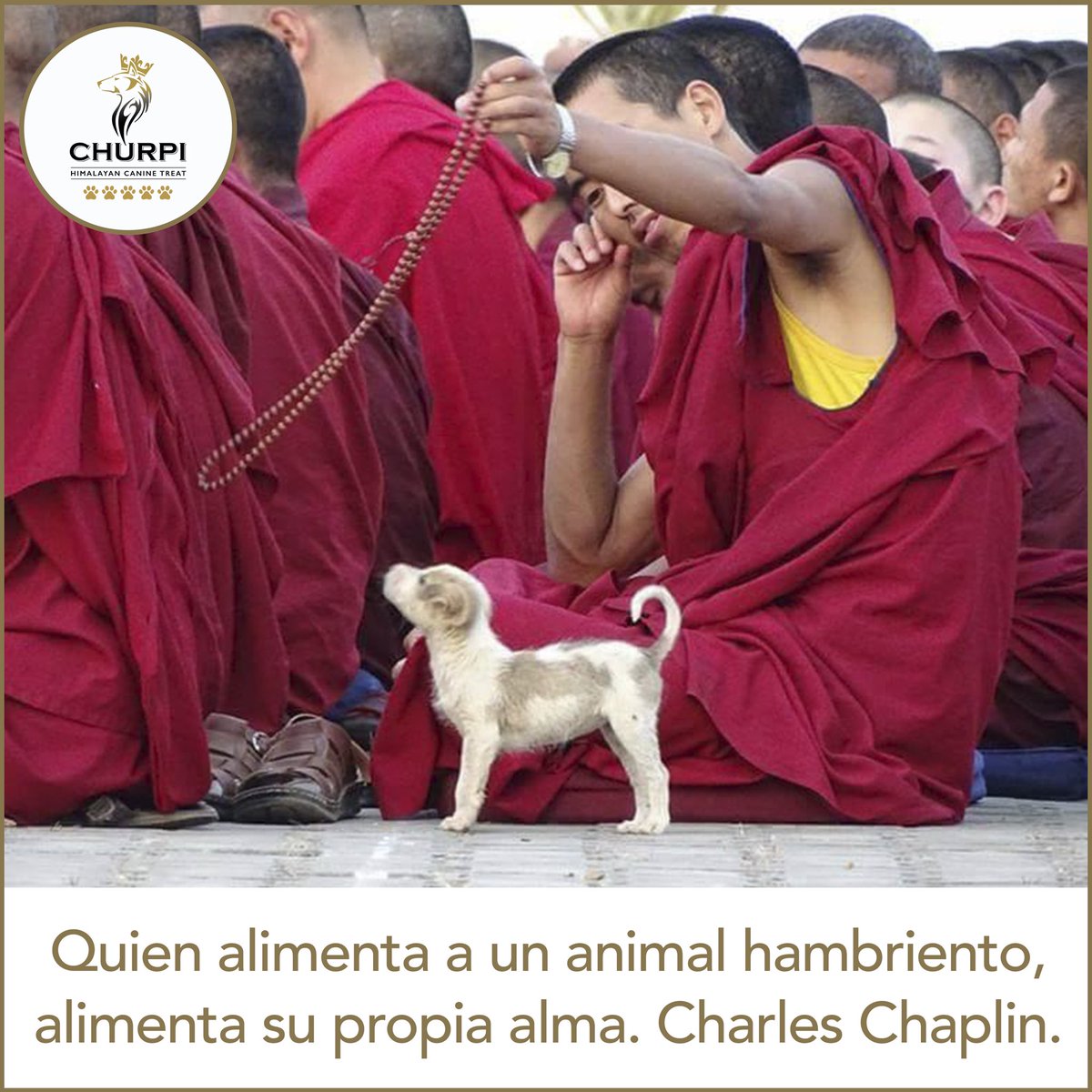 ChurpiDog's tweet photo. Una cita de Charles Chaplin... 
#quotes #citas #dogs #dogsoftwitter #love #amor https://t.co/PjVD29pBs3