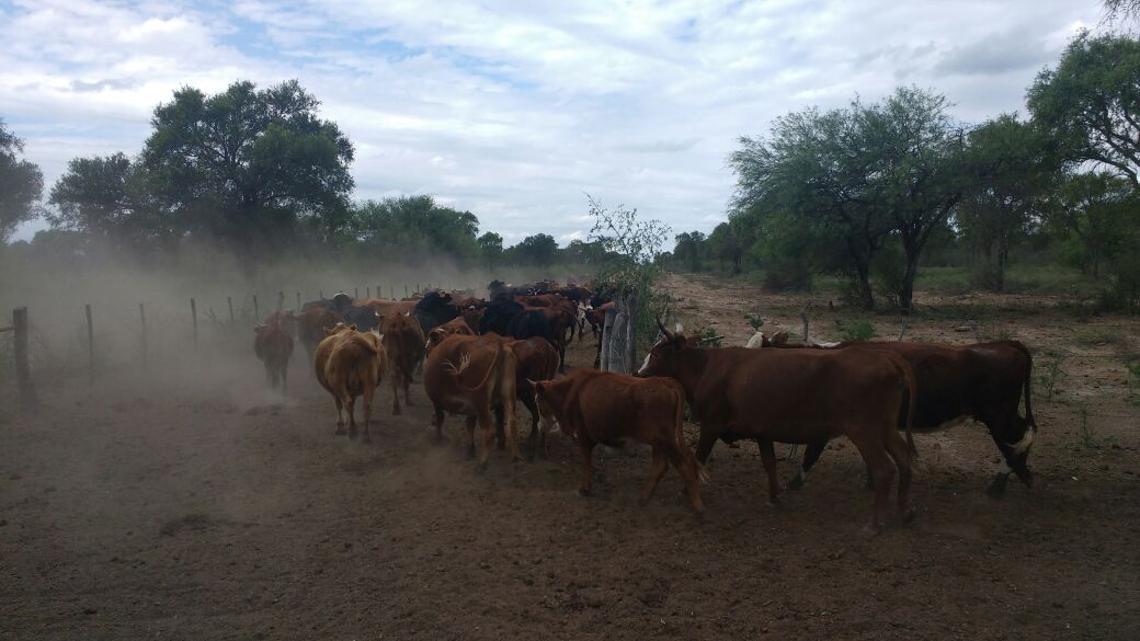 agrocontrolcba's tweet photo. Trabajo sobre #Cría #Vacuna en @ Santiago. #Categorización #Selección #Ambiente #Sanidad. Mejorando la #Producción!!! #AgroControl https://t.co/PdeaIjudag