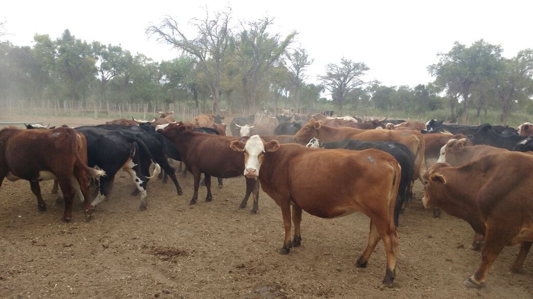 agrocontrolcba's tweet photo. Trabajo sobre #Cría #Vacuna en @ Santiago. #Categorización #Selección #Ambiente #Sanidad. Mejorando la #Producción!!! #AgroControl https://t.co/PdeaIjudag