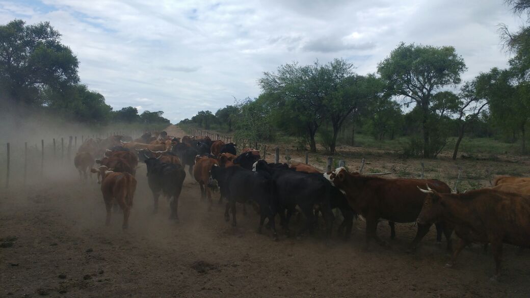 agrocontrolcba's tweet photo. Trabajo sobre #Cría #Vacuna en @ Santiago. #Categorización #Selección #Ambiente #Sanidad. Mejorando la #Producción!!! #AgroControl https://t.co/PdeaIjudag