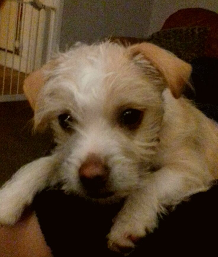 Wilson13lack's tweet photo. I have the cutest face😍 xx https://t.co/4lsLLNA2vS