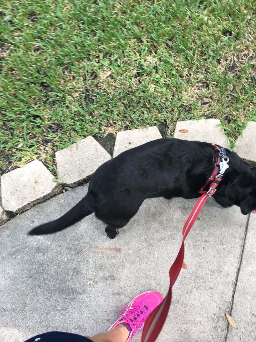 SavannaGolsonPT's tweet photo. A run with this cutie! I could barely keep up! @rupalPT @twupres @twuhouston @outdoornation #txwomanspt #freetheyolk #fallmoves #getoustide #boldlygo https://t.co/gRQuEHGYVf