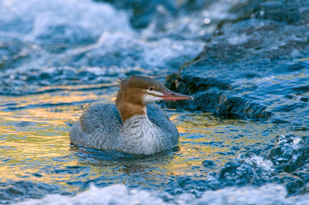 ducanada's tweet photo. DYK the red-breasted #merganser is the fastest #duck, recorded at 100mph? RT to help us celebrate #migration season &amp; you may win a DUC hat! https://t.co/eRmdM6d1n6