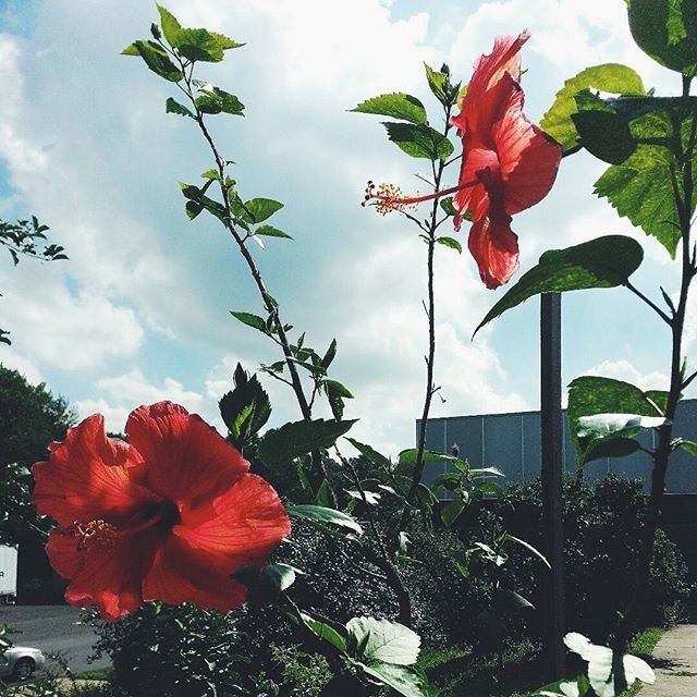 jambobeedz's tweet photo. Reposting @jaielalondon:
What does the letter "A" have in common with a flower? 
They both have bees coming after them https://t.co/gy4Dc2huGB