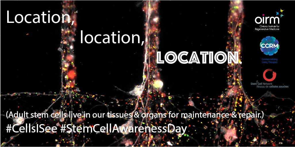 OIRMnews's tweet photo. Last day to VOTE! Choose your fave #CellsISee image. Share with everyone else you know! https://t.co/nNcS4fVUSt @CCRM_ca @StemCellNetwork https://t.co/0BqIAe8CEp
