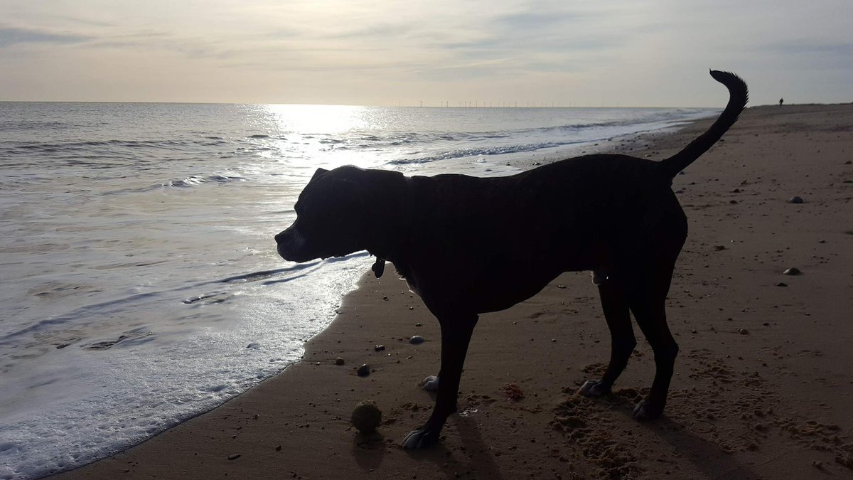 JuanperiCottage's tweet photo. Barnaby enjoying his stay at Juanperi last week. #JuanperiCottage #WintertonOnSea #Norfolk https://t.co/O15lOb17Aq https://t.co/gdR1Ncwc85