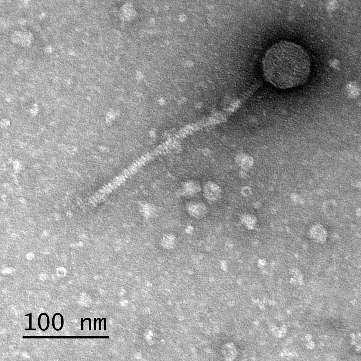 UMBCPhageHunter's tweet image. At 3/4 images (n=45) here are Siphos MarshalMathers (Venice, Italy) and Mouse (Silver Spring), and Podos Brittakah &amp;amp; GreenThumb from @UMBC