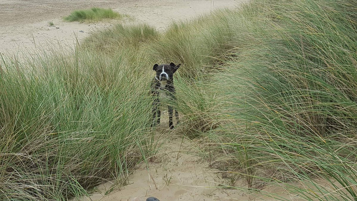 JuanperiCottage's tweet photo. Barnaby enjoying his stay at Juanperi last week. #JuanperiCottage #WintertonOnSea #Norfolk https://t.co/O15lOb17Aq https://t.co/gdR1Ncwc85