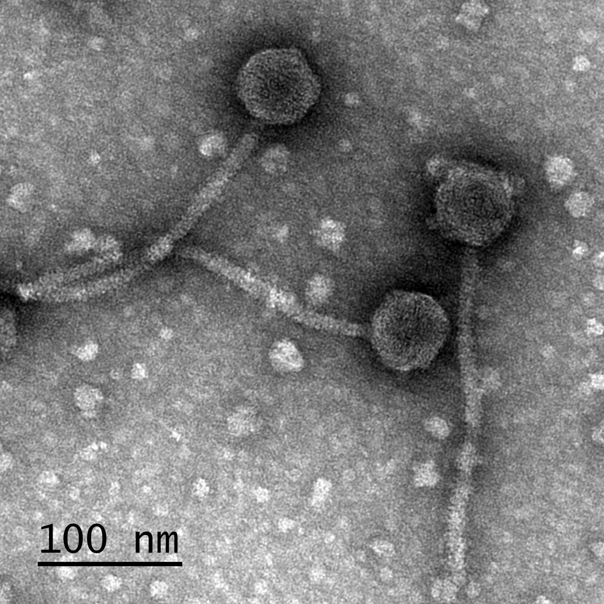 UMBCPhageHunter's tweet image. At 3/4 images (n=45) here are Siphos MarshalMathers (Venice, Italy) and Mouse (Silver Spring), and Podos Brittakah &amp;amp; GreenThumb from @UMBC