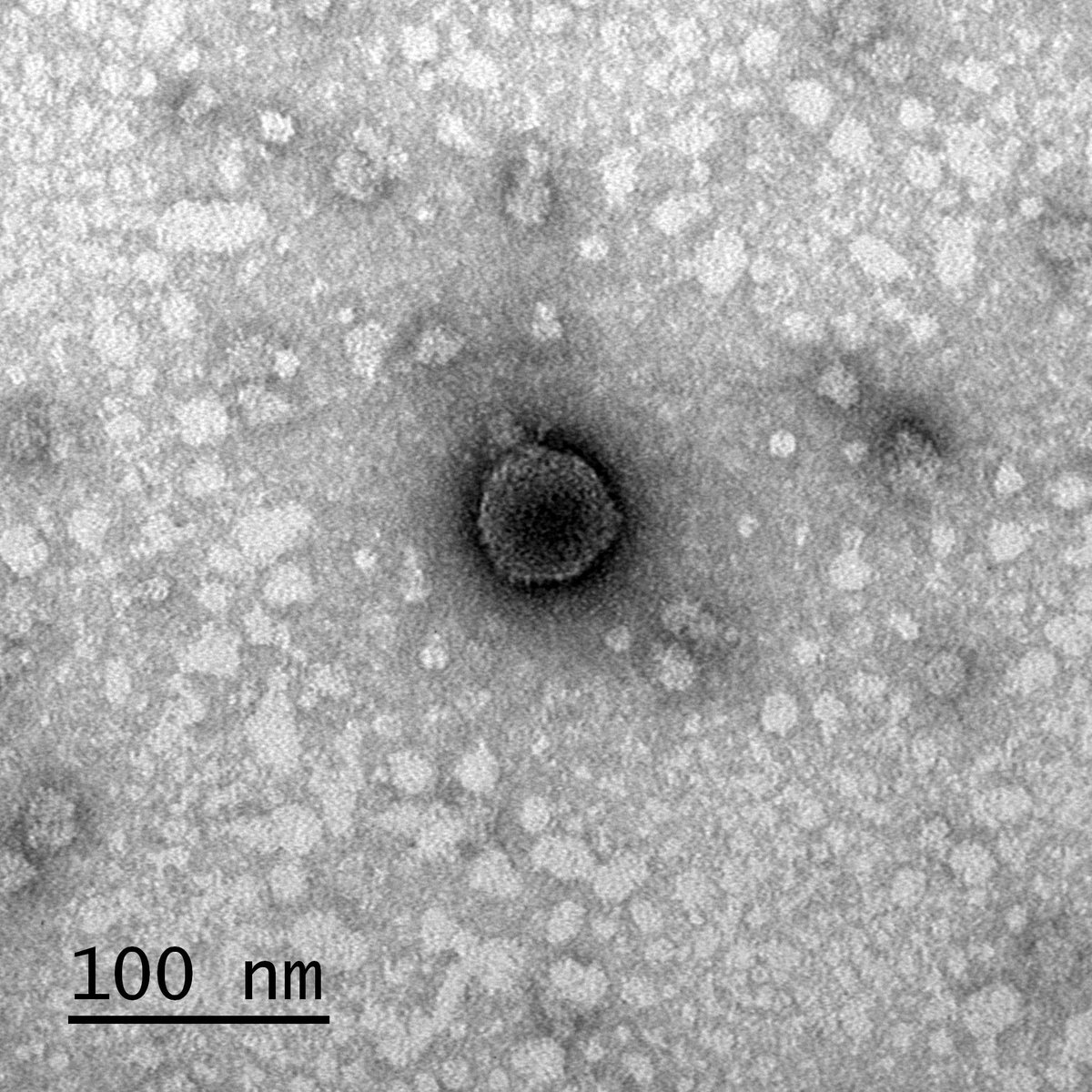 UMBCPhageHunter's tweet image. At 3/4 images (n=45) here are Siphos MarshalMathers (Venice, Italy) and Mouse (Silver Spring), and Podos Brittakah &amp;amp; GreenThumb from @UMBC