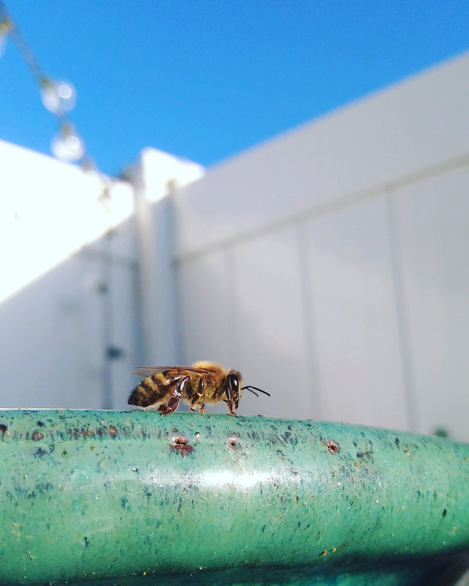 Bee_Swell_Aloha's tweet photo. #savethebees #beeswell visit https://t.co/LrTJPz3Iok and help #MakeADifference #cashmeoutside 😂 #outdoor #lifestyle #brand #community https://t.co/OEkQCH1rlf
