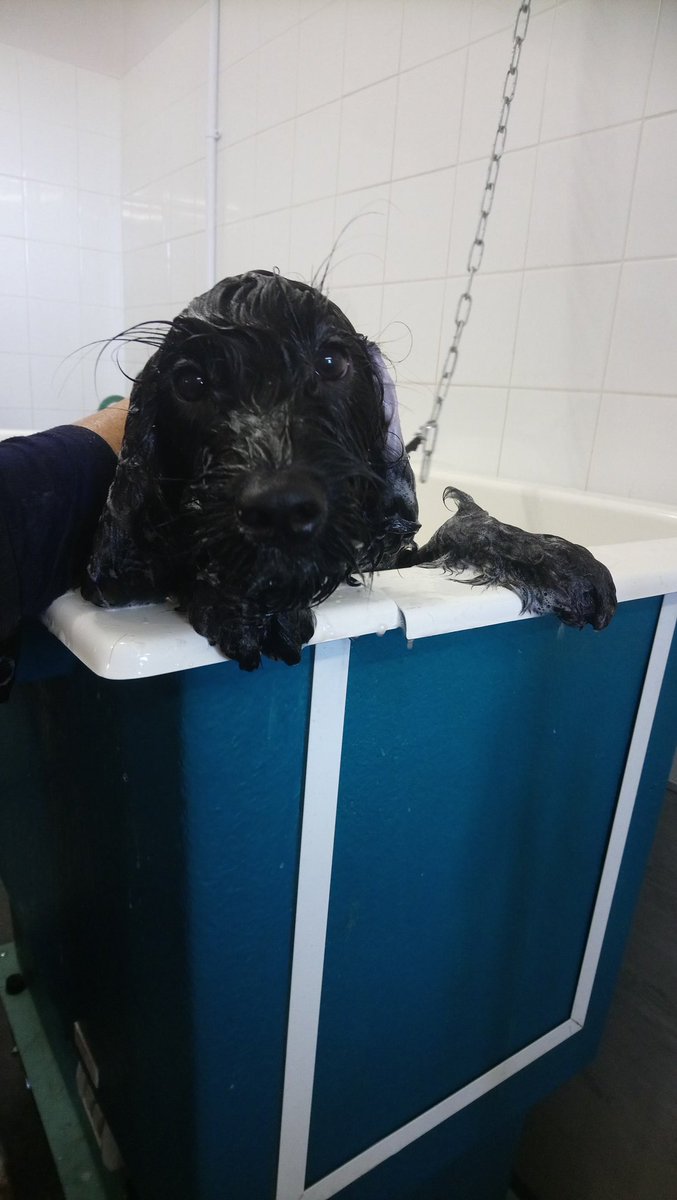 RHC_Canine's tweet photo. Barkley the cockerpoo puppy enjoys his bath with our grooming students 
#grooming # dogs # reaseheath https://t.co/k7sxv9Tmpd