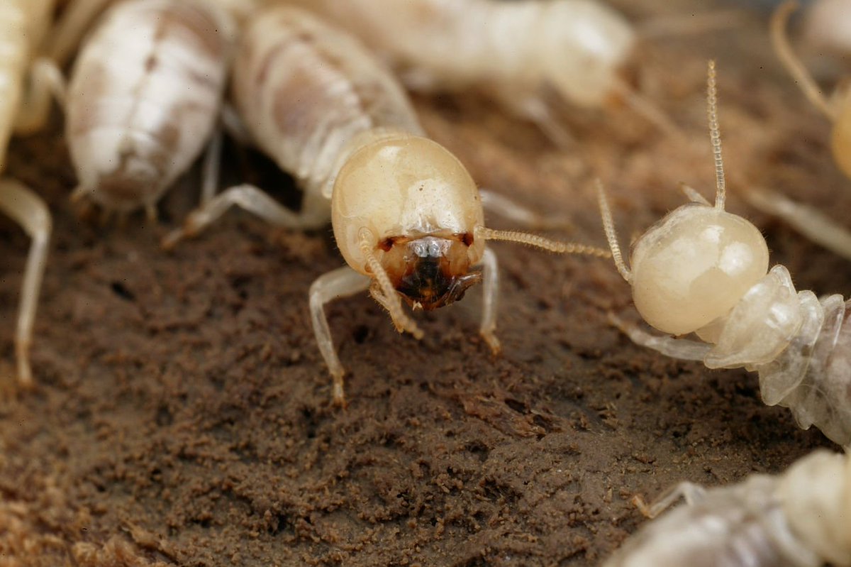 ZoeconCentralLS's tweet image. Fast #Fact Friday! Worker and soldier #termites are blind. Only termites that have become fully mature, reproductive termites develop eyes.