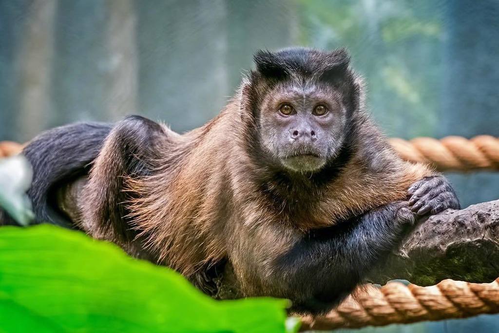 AnthonyMorganti's tweet photo. Brown Capuchin Monkey⠀
.⠀⠀
.⠀⠀⠀
#wildlife #nature #buffalozoo #brazil #southamerica #gf_wildlife #newworldmonkey #… https://t.co/Az9Gpmanlm https://t.co/M3tfbPKWtz