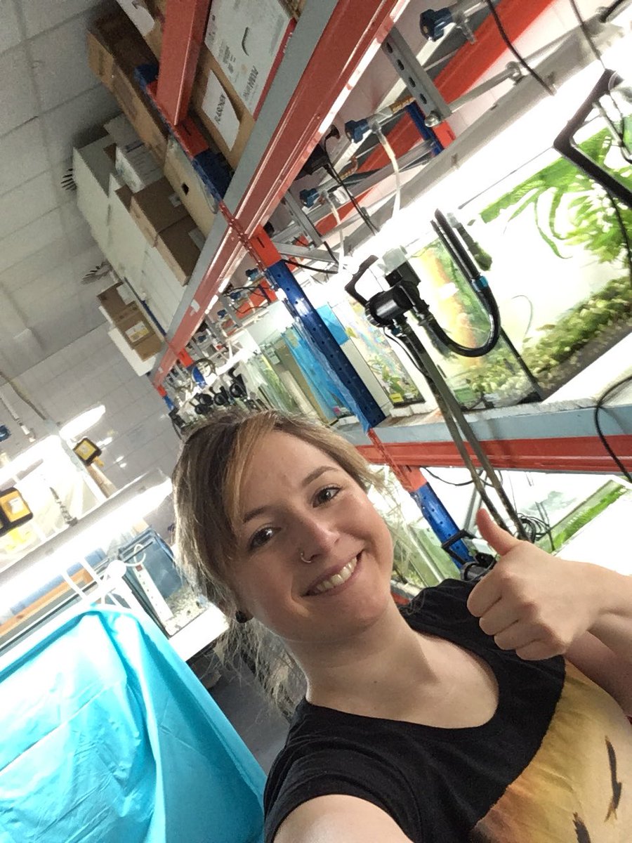 Steffi_Giersz's tweet photo. Hi @RoyalSocBio !#iamabiologist studying mate-choice copying in #sailfinmollies with the help of computer-animated fish 🎮🐟 #FishSim https://t.co/bqrdSRQEXH