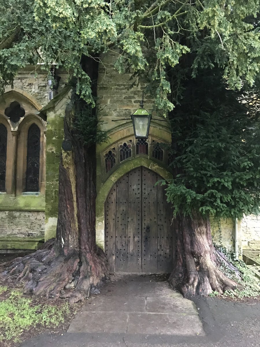 TiCLme's tweet photo. @ecoschemes .. Yew two
Great Trees of Britain #GTOB
https://t.co/ZT5JPGJuul
#TreeTourism @StowInfo @CotswoldsInfo @CotswoldsAONB https://t.co/Sa4MUCQOAS