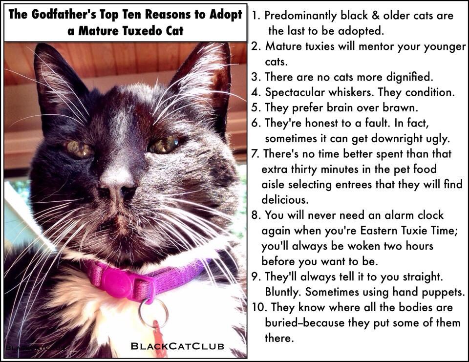 BlackCatFrazz's tweet photo. Black cats are the last to be adopted, but we believe that they are the very best of luck! #Friday13th #LuckyBlackCat #meowfia #MissTheBoo https://t.co/8ZYT1CSVNa