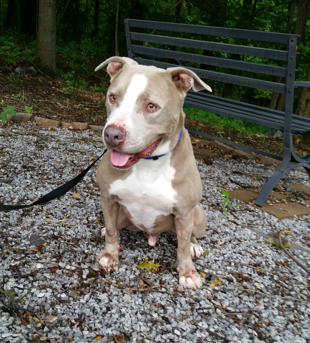 bghumane's tweet photo. Jack is a happy boy looking for his forever family.  If you want a partner in crime come meet Jack! https://t.co/zqZnu4UhFW