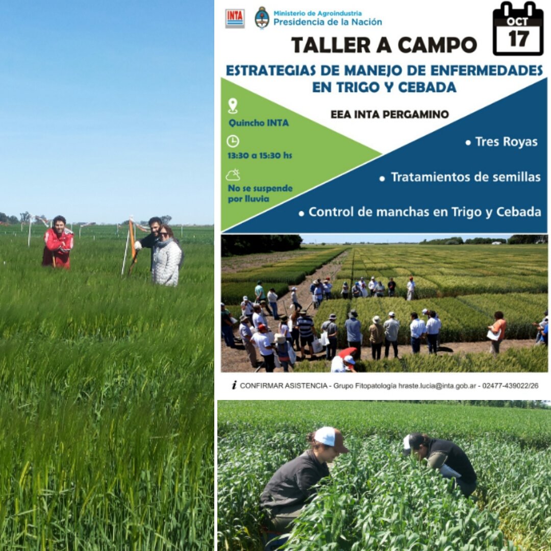 lhraste's tweet photo. Se viene #Martes17 #TallerACampo en @IntaPergamino #Sanidad #Enfermedades #TrigoYCebada @lucrecouretot @intaargentina @INTACRBAN https://t.co/qgeGXCsGrb