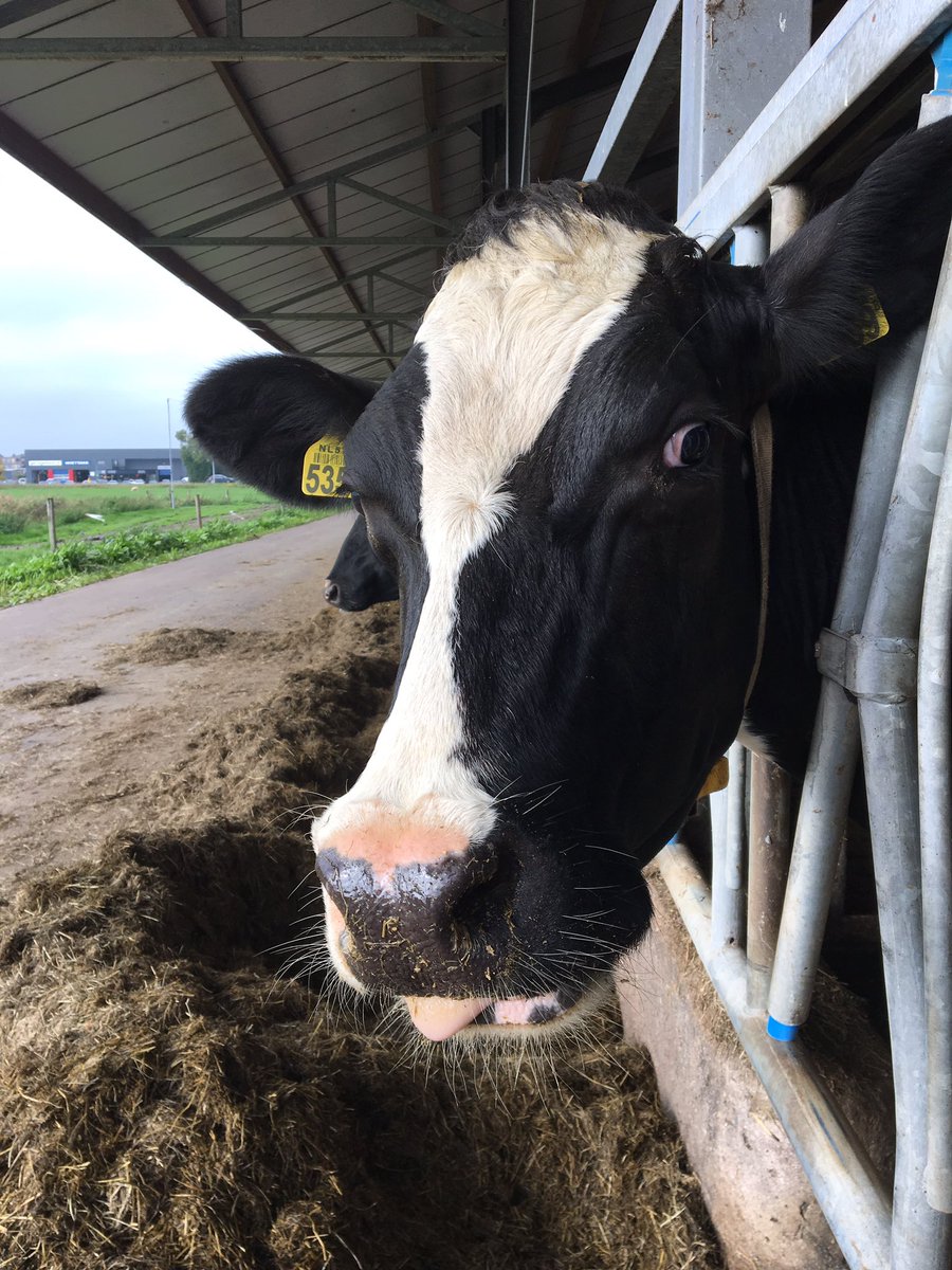 KonigHannah's tweet photo. #Boerengezinnen #gezocht! Voor een #tvprogramma van #24Kitchen zoek ik boeren die van #aardappels #groenten #vlees houden! 🐖🐄🐄 https://t.co/OM8UFXnBmy