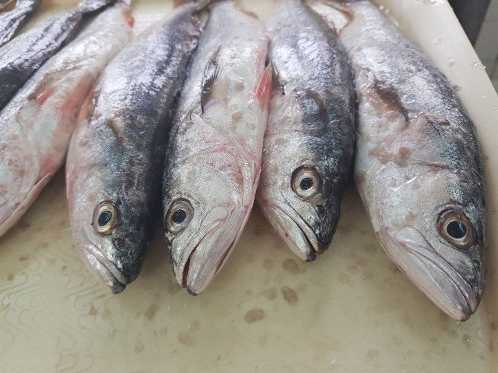 angelperea01's tweet photo. Hoy en #IMARPE Chimbote estamos full, muestreo biológicos #cachema #bonito, #almeja, sin información no hay #sostenibilidad https://t.co/7Ll5d6sVEI