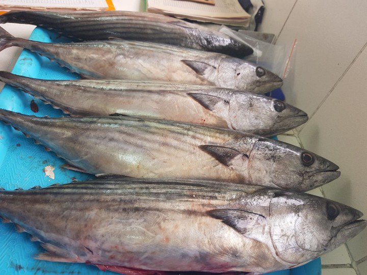 angelperea01's tweet photo. Hoy en #IMARPE Chimbote estamos full, muestreo biológicos #cachema #bonito, #almeja, sin información no hay #sostenibilidad https://t.co/7Ll5d6sVEI