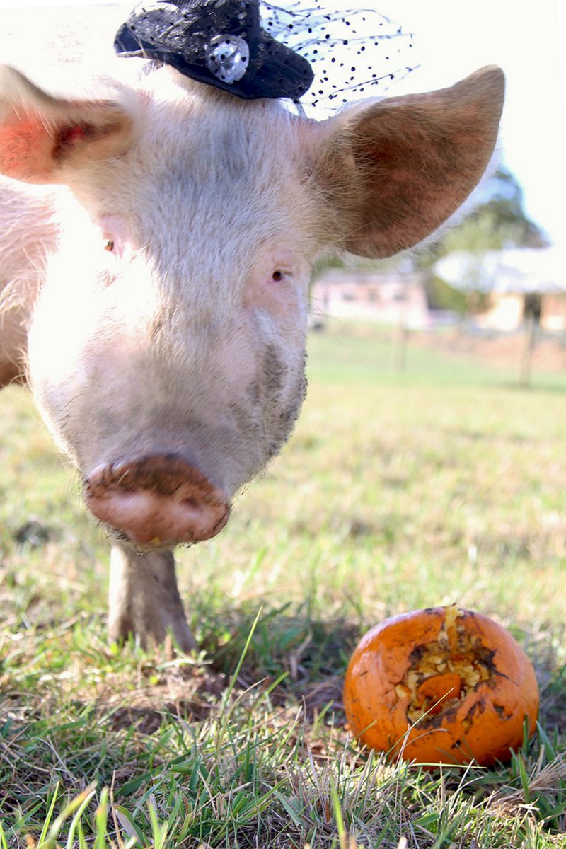 BarnSanctuary's tweet photo. It's Hay-loween season &amp; miss Penny is wickedly cute in her costume. Share your #furryfall pics too! Tag @BarnSanctuary so we can see. https://t.co/ncbge7HZfV