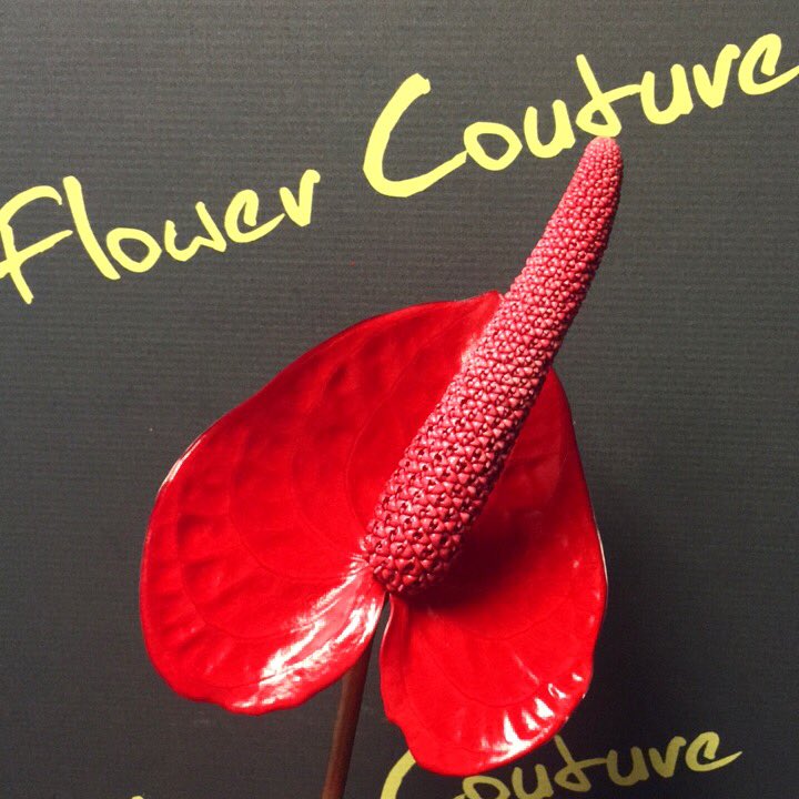 Flower_Couture's tweet photo. New Tropical anthuriums.. very cool 😎😳😆#shellcoral or #redmiracle guess which is which?! 🤗#tropicalanthurium #bespokeflowers #flowercouture https://t.co/zmH7gTHdhh